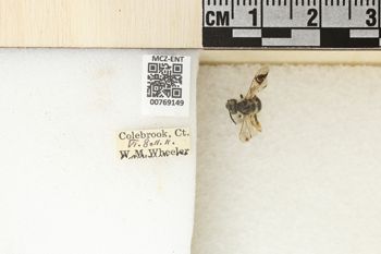 Media type: image;   Entomology 769149 Aspect: Labels